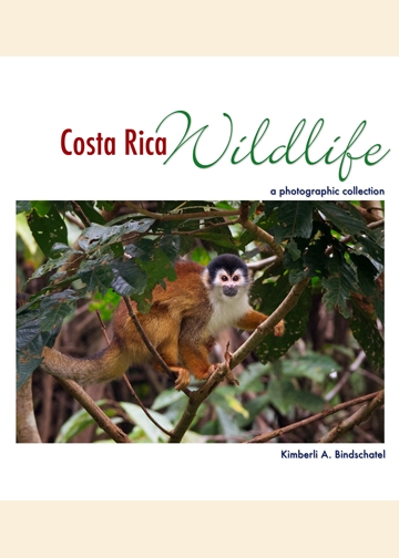 Costa Rica Wildlife: A Photographic Collection