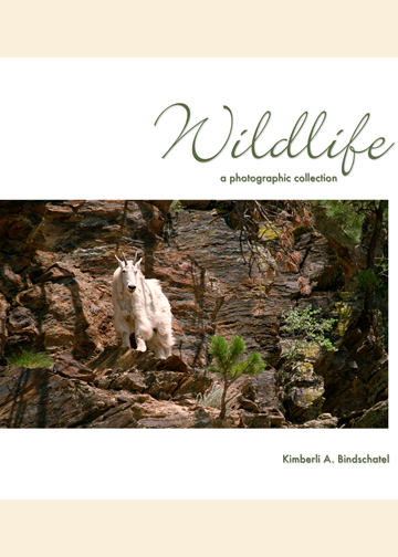 Wildlife: A Photographic Collection